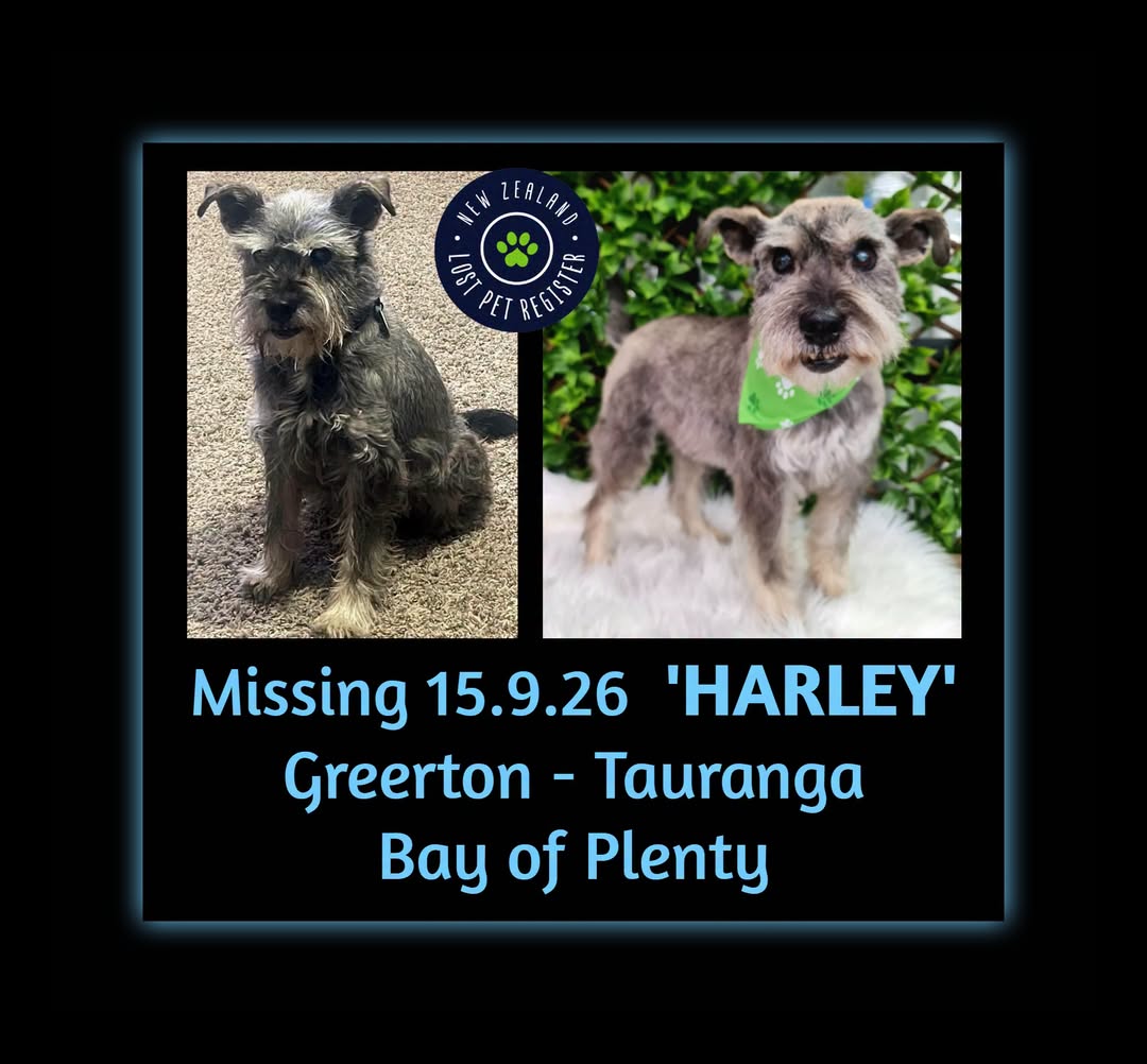 Lost Dog in Tauranga
