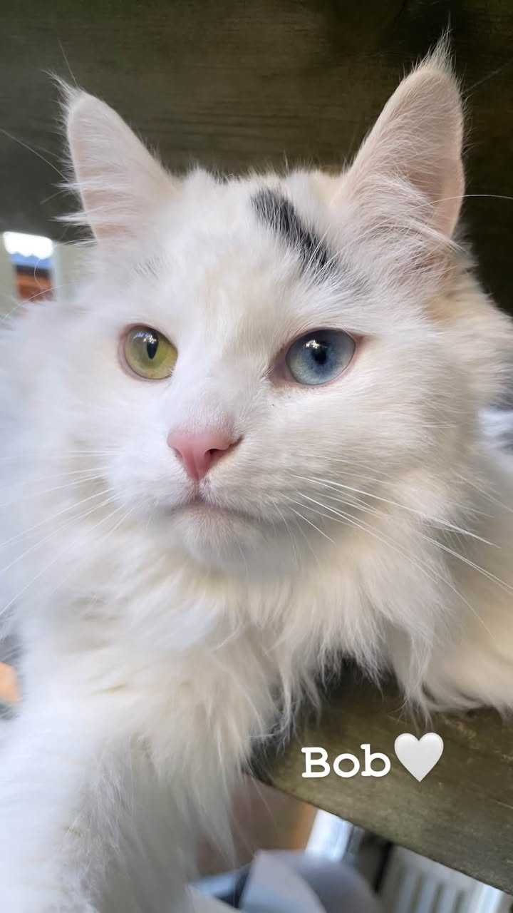 Lost Cat in TøNsberg