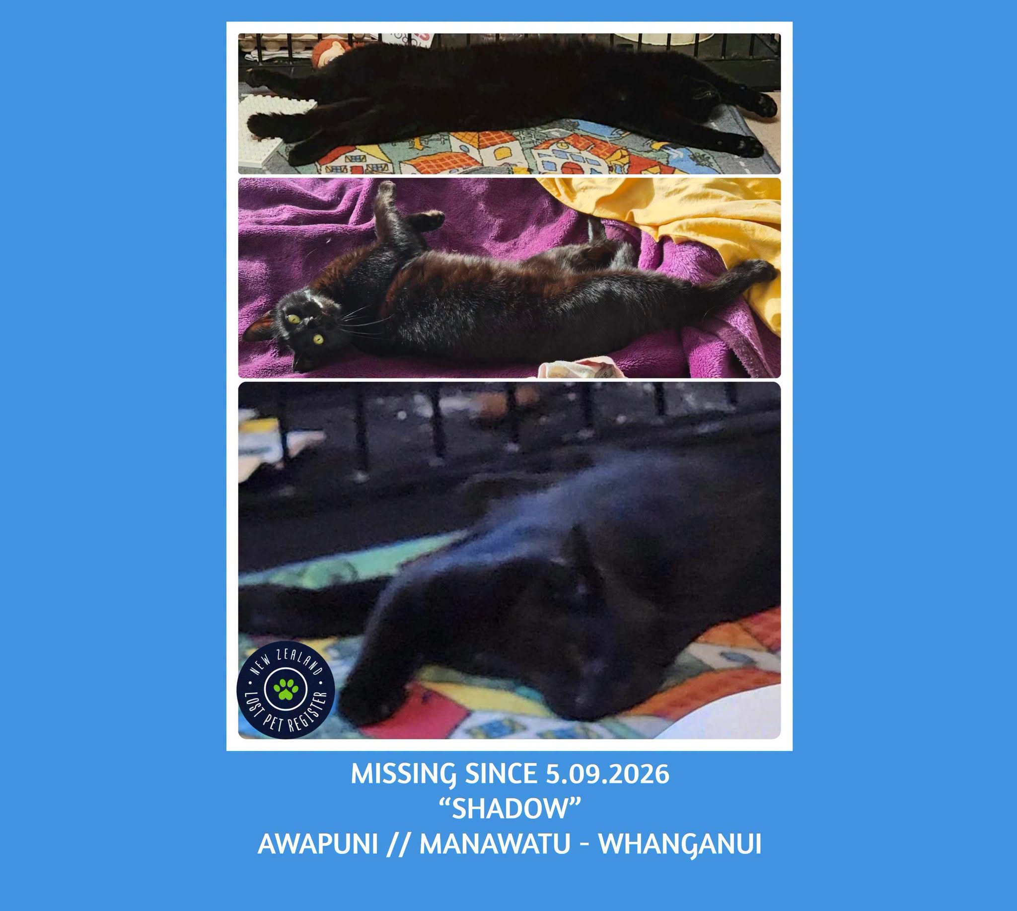 Lost Cat in Palmerston North