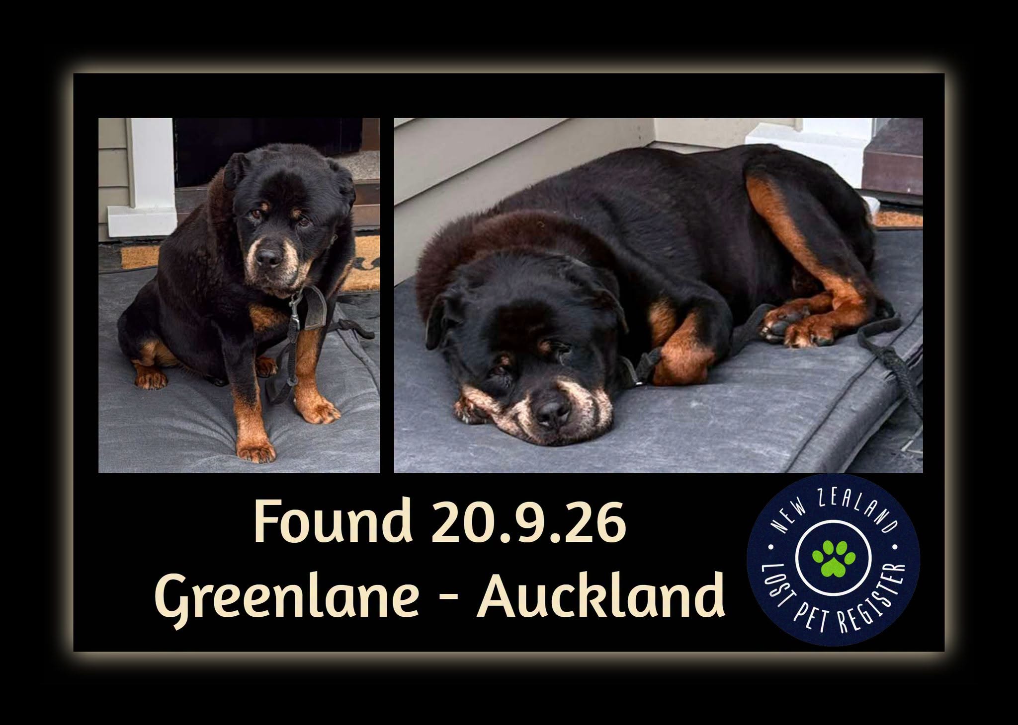 Found dog