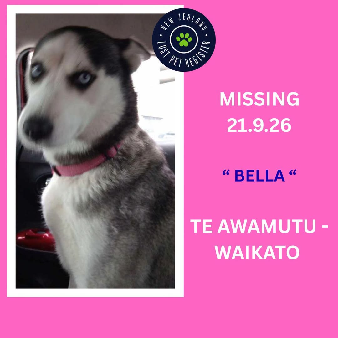 Lost dog