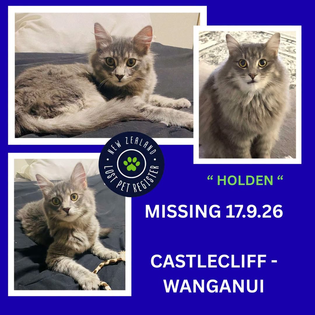Lost Cat in Wanganui