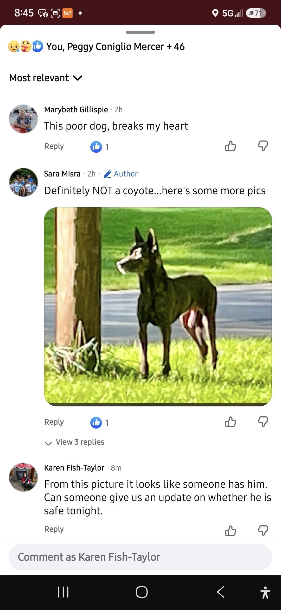 Found dog