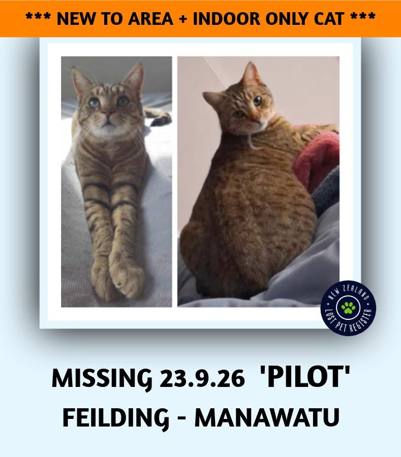 Lost Cat in Feilding