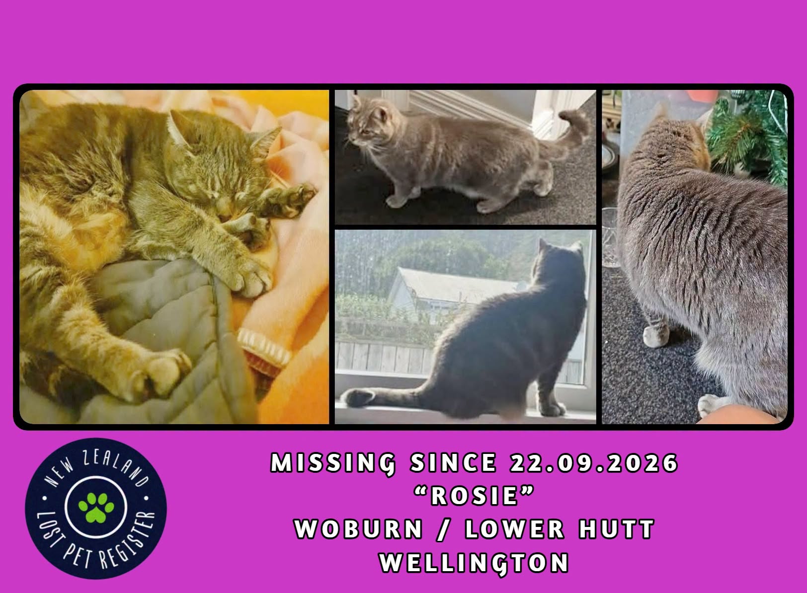 Lost Cat in Lower Hutt