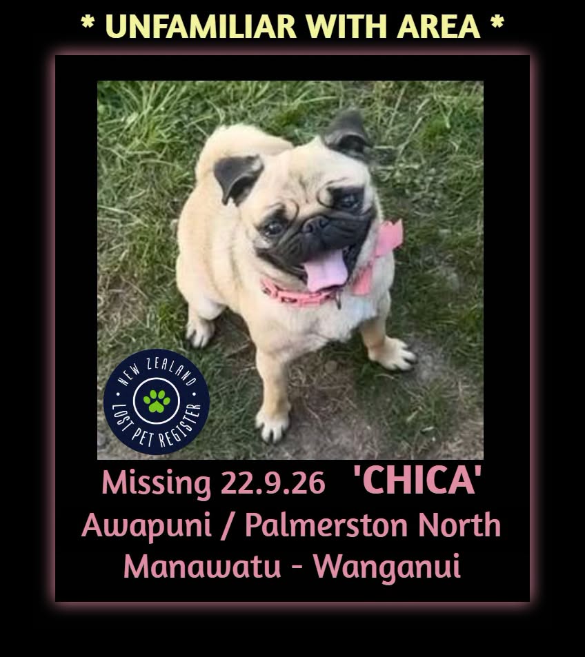 Lost dog