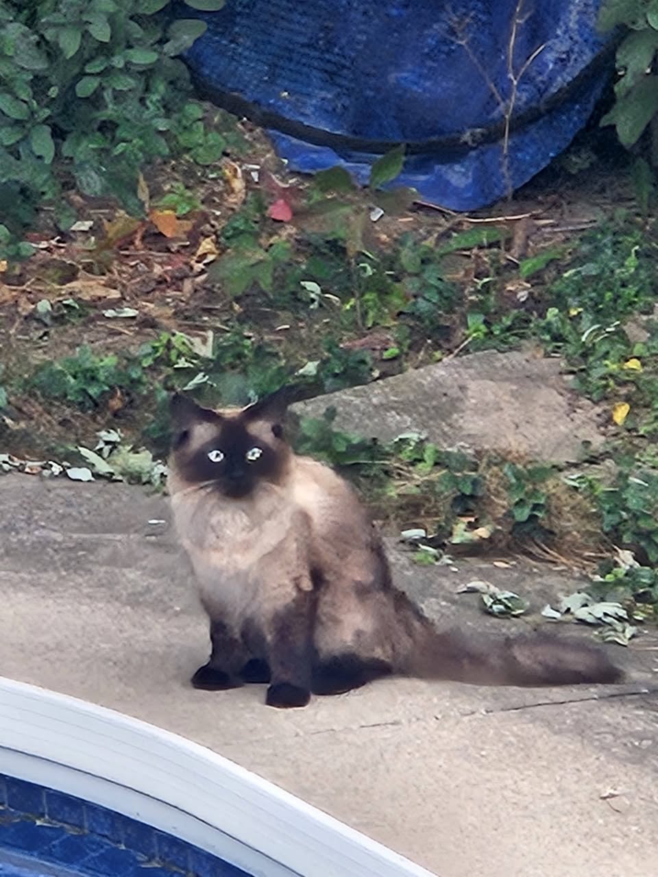 Found cat