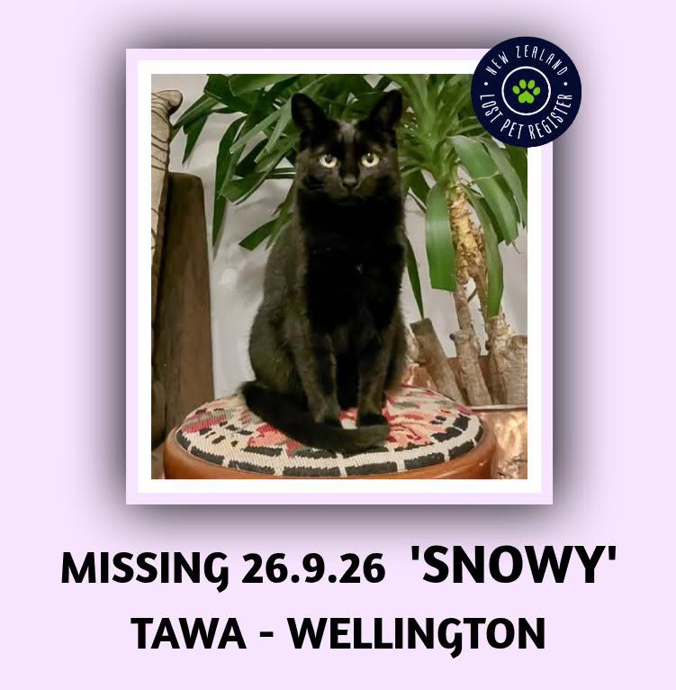 Lost Cat in Wellington
