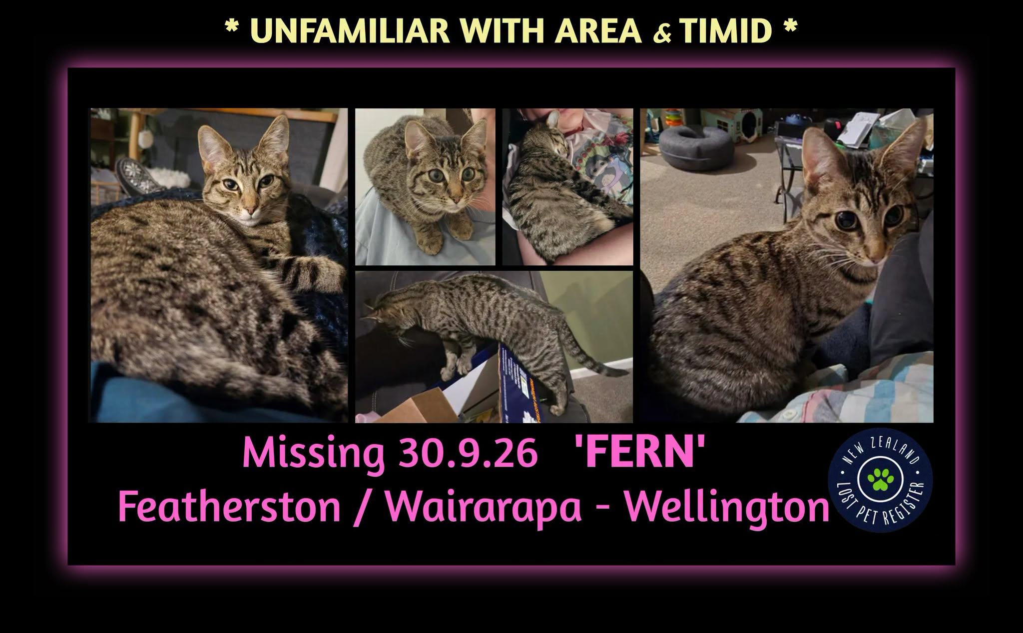 Lost Cat in Wellington