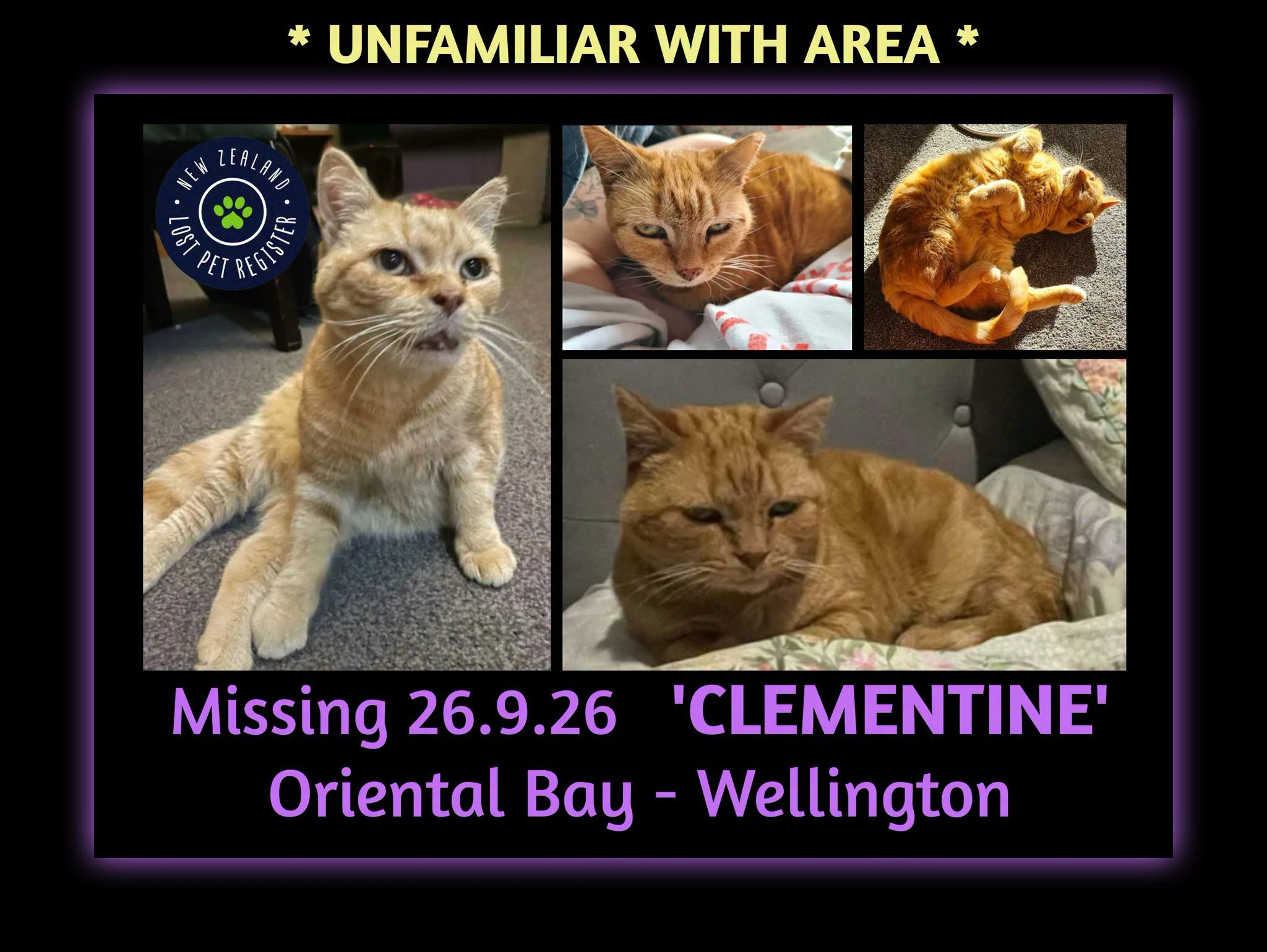 Lost Cat in Wellington