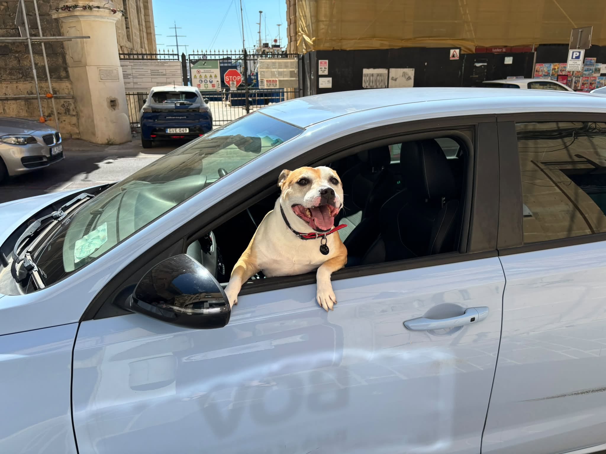 Lost dog
