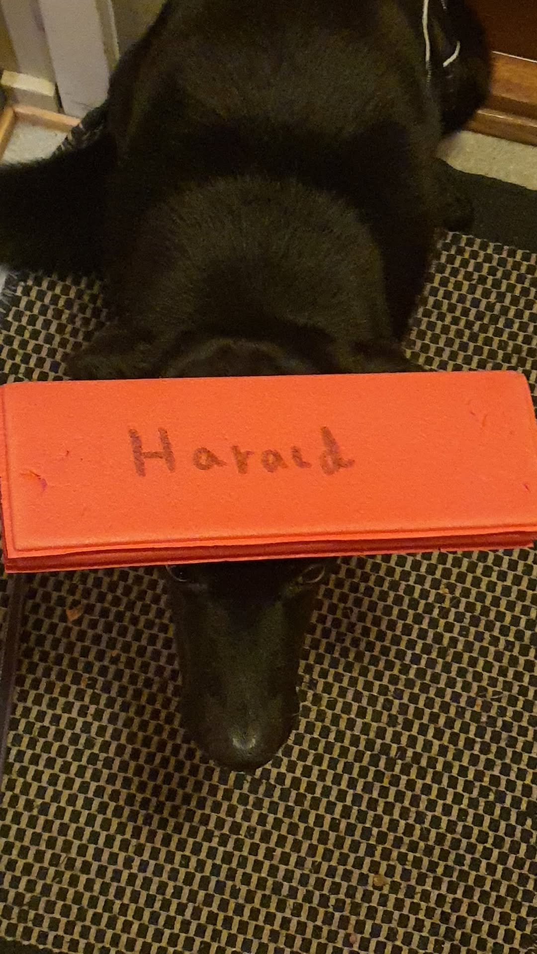 Found seat pad