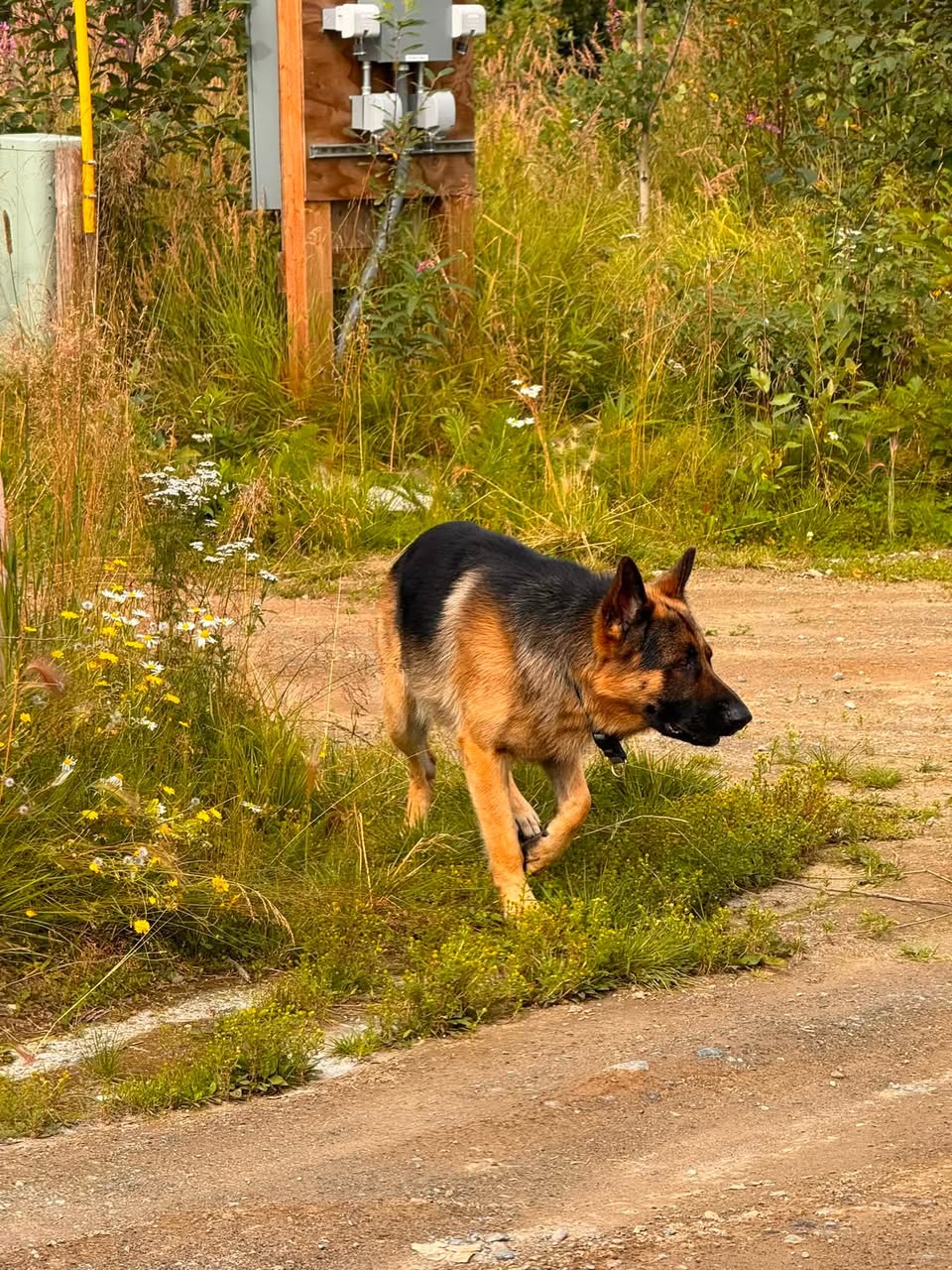 Found dog