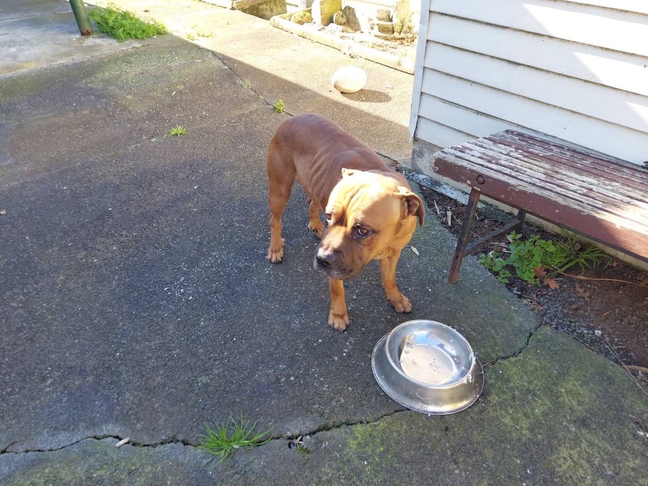 Found dog