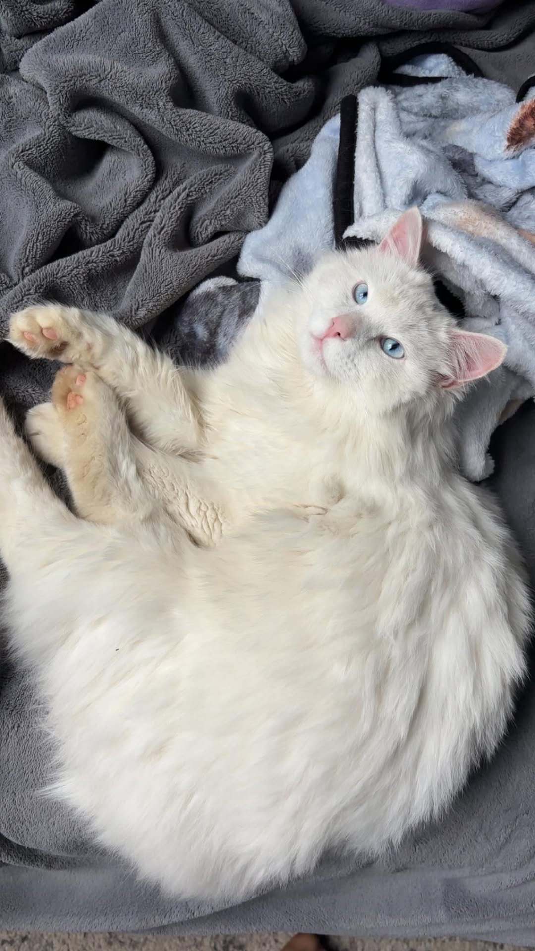 Lost cat