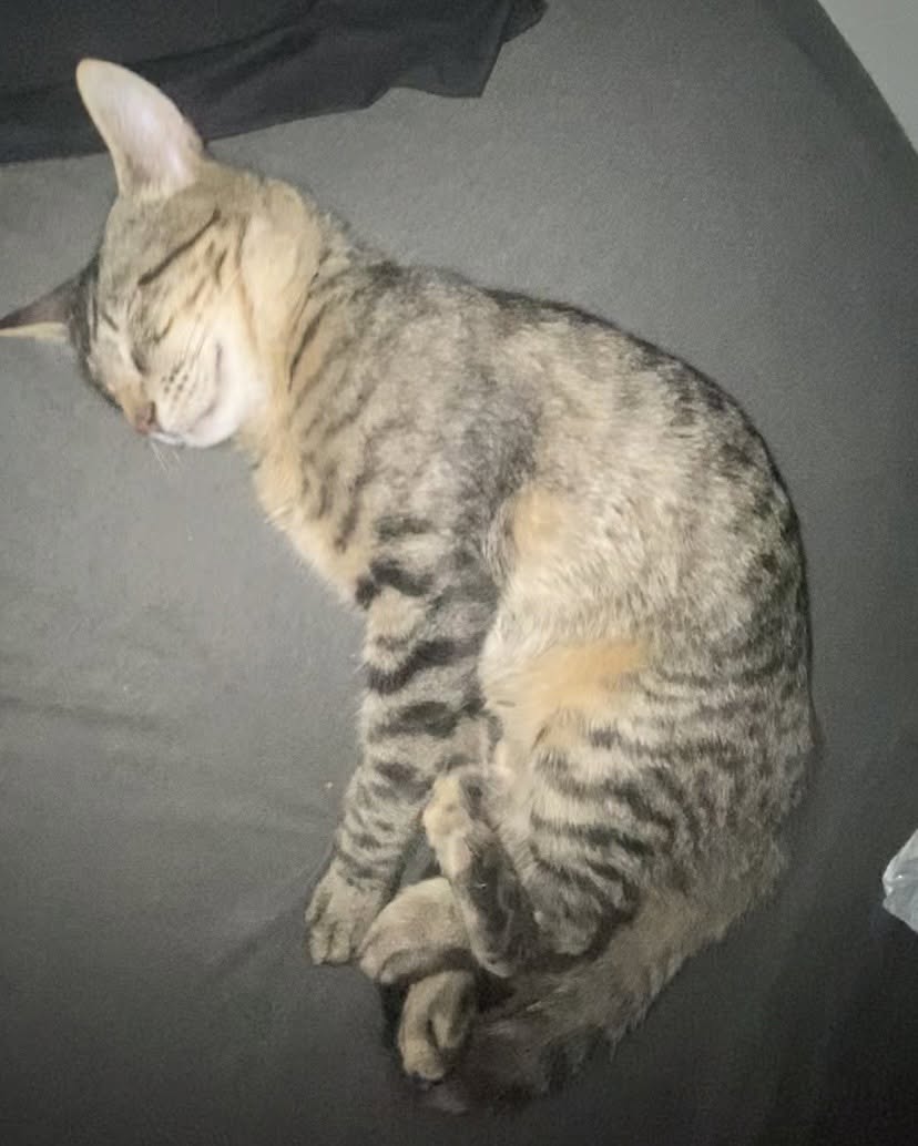Lost Cat in Wolverine And Mink
