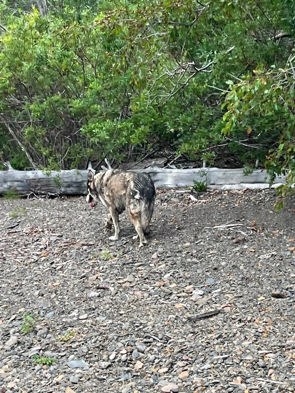 Found Dog in Eklutna Campground