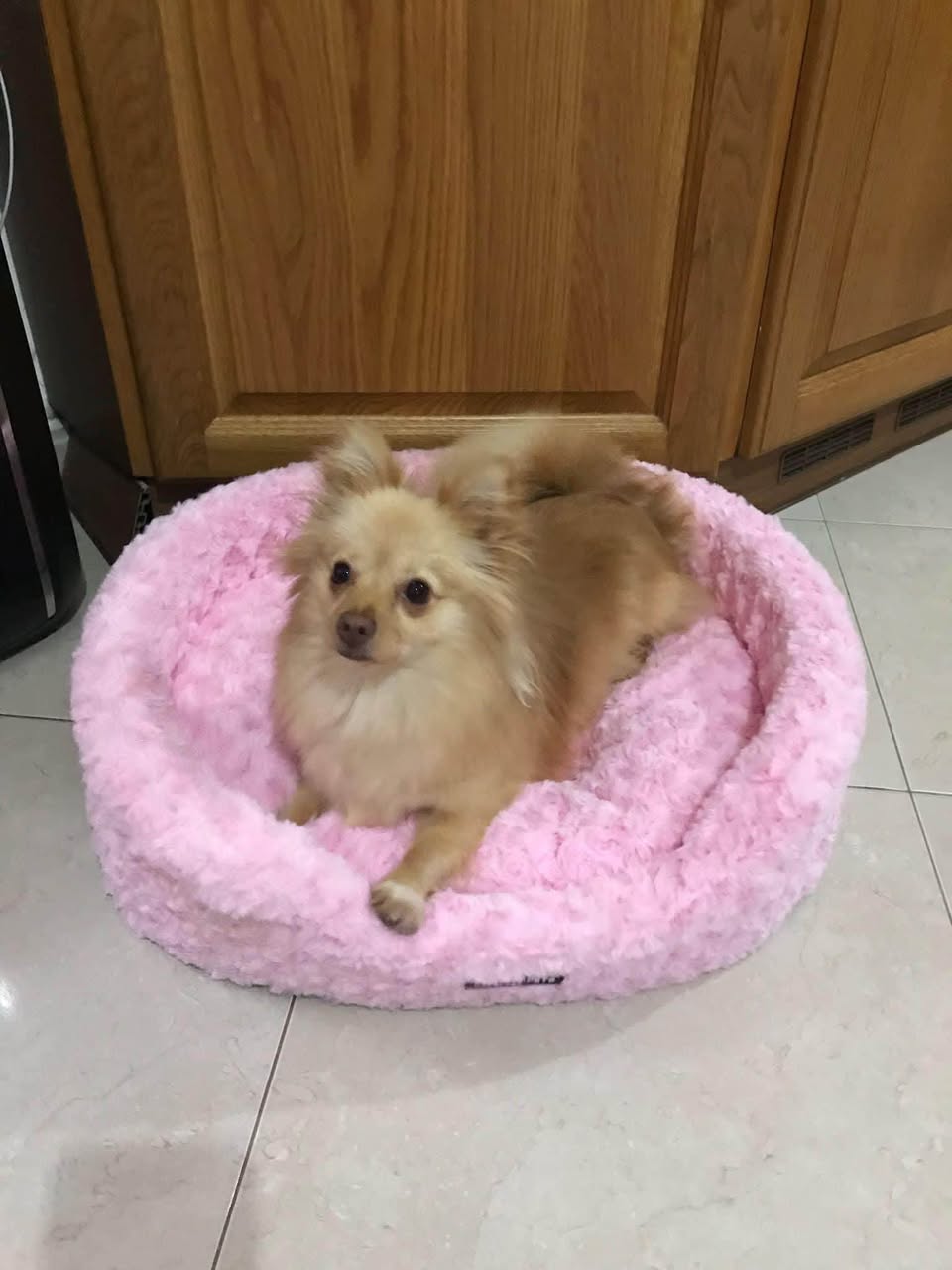 Lost Dog in ĦAż-ŻEbbuġ