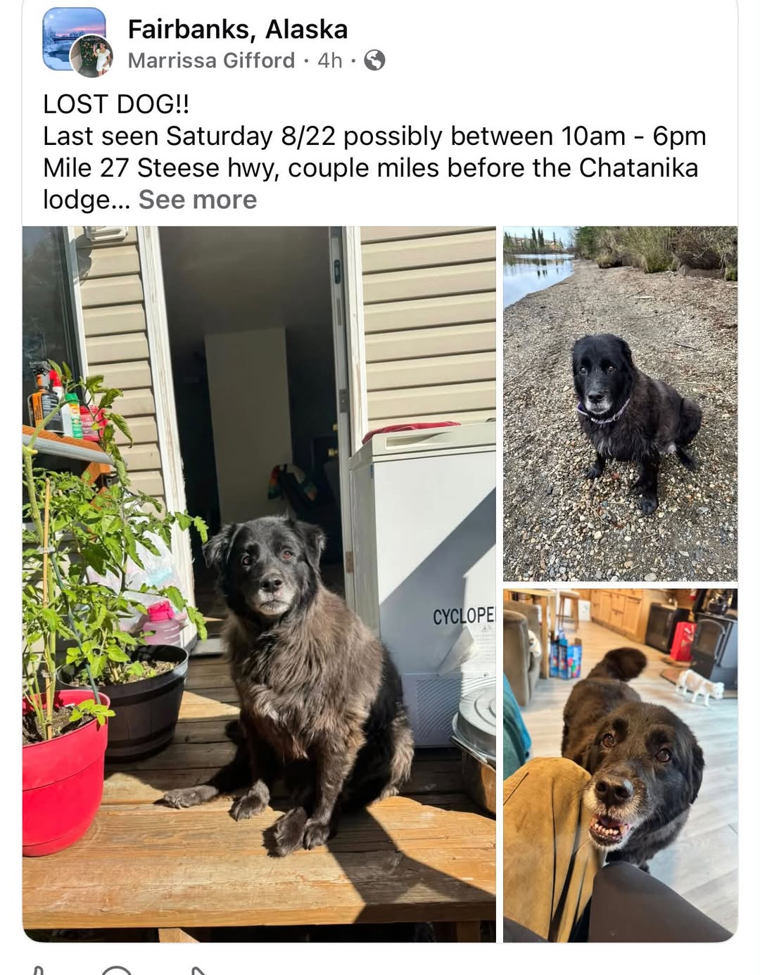 Lost dog