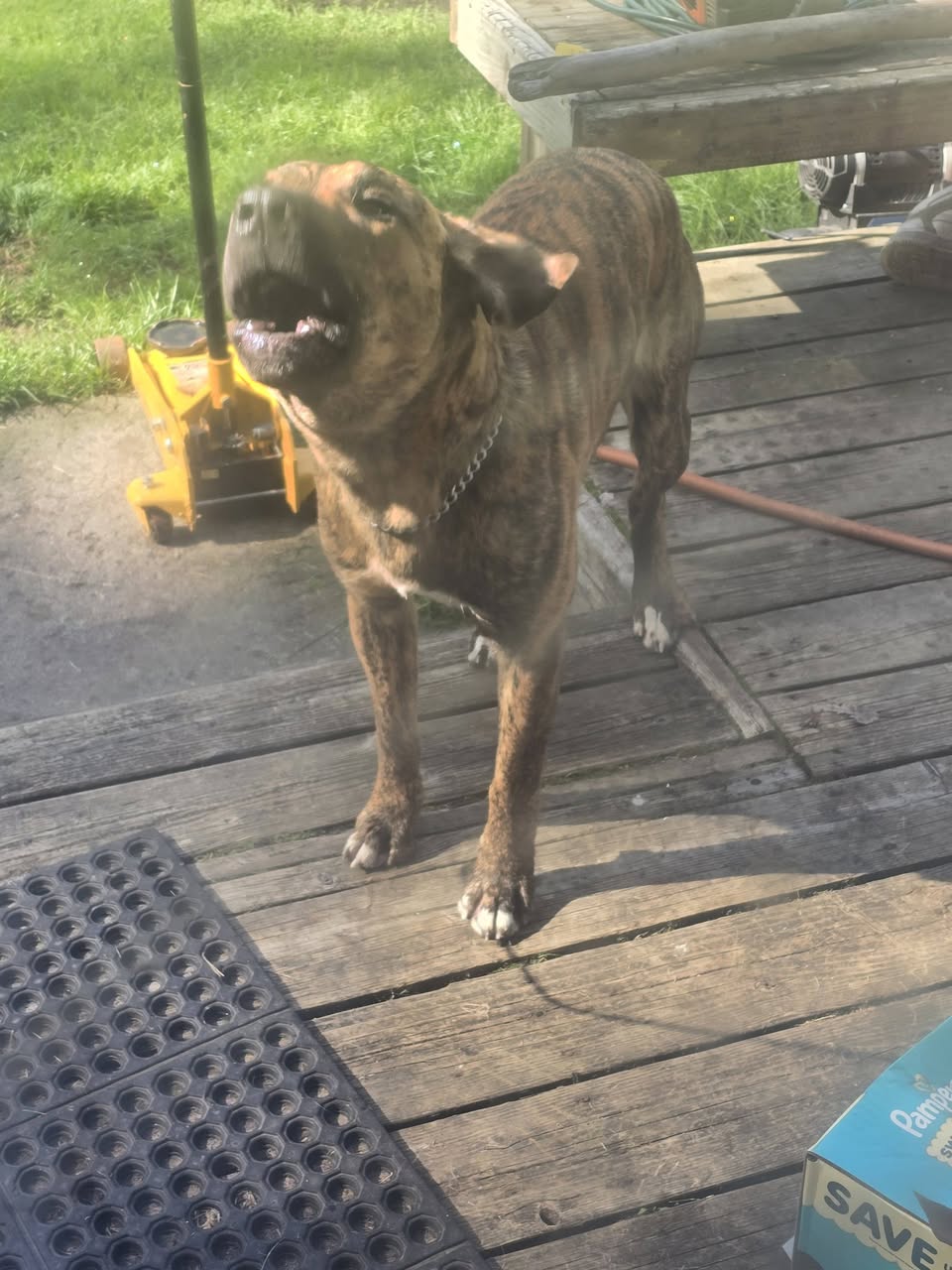 Found Dog in Alaska