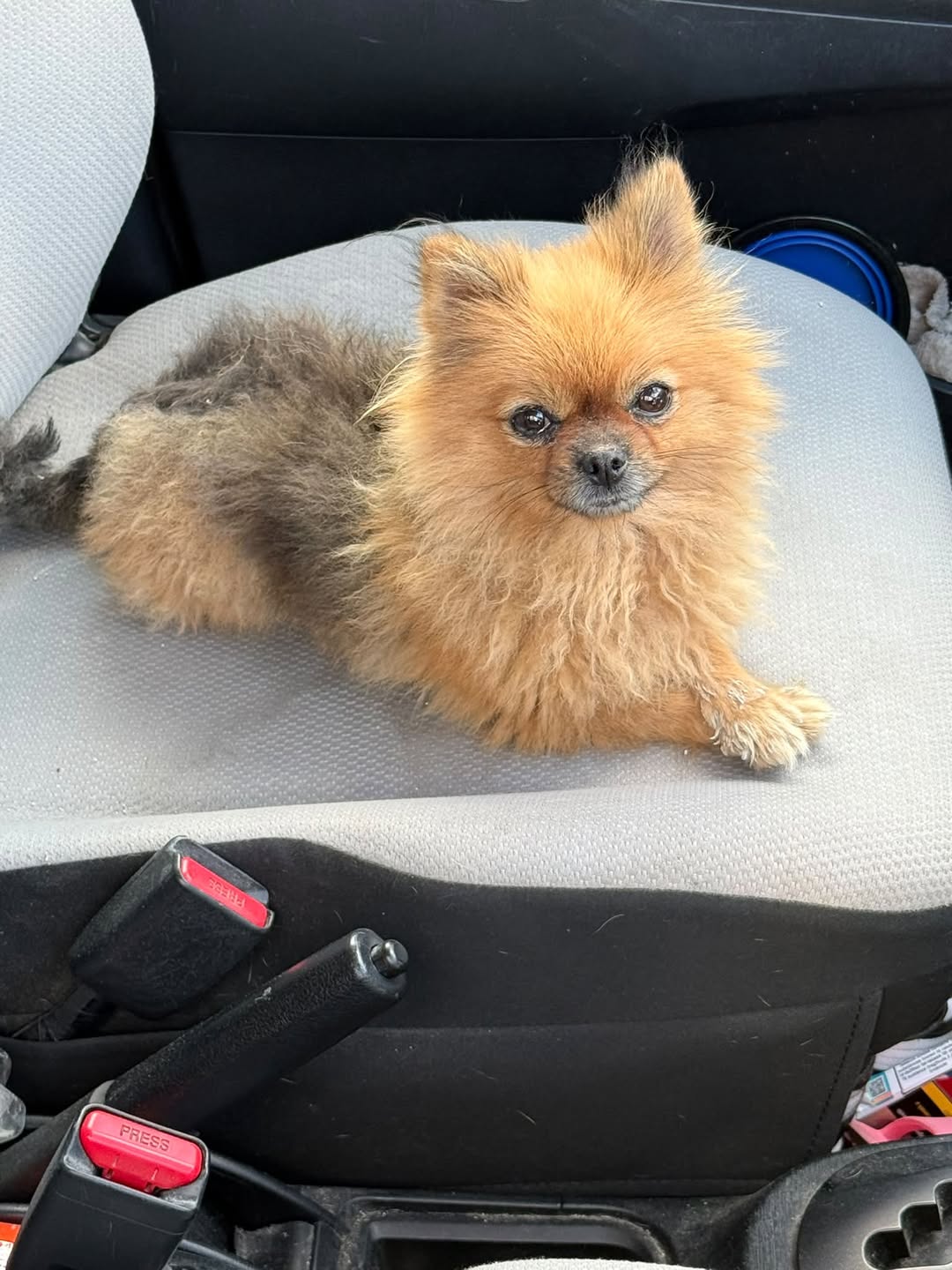 Found Dog in Attard