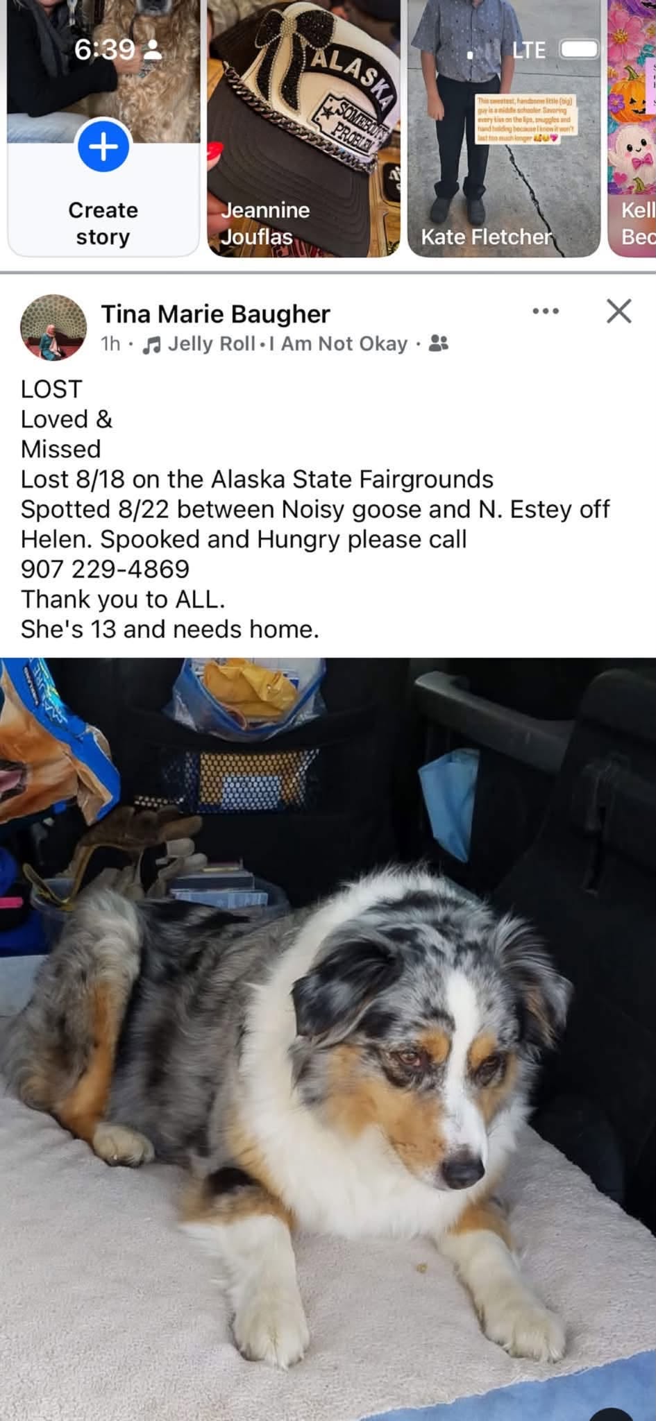Lost Dog in Palmer