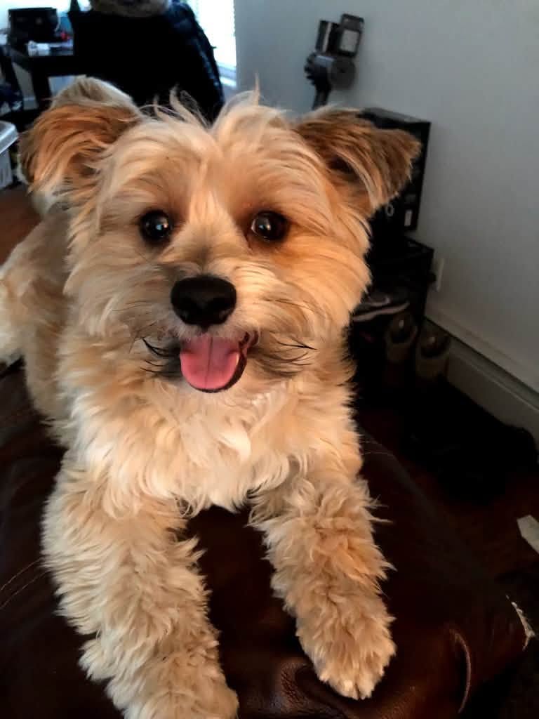 Lost Dog in Eureka