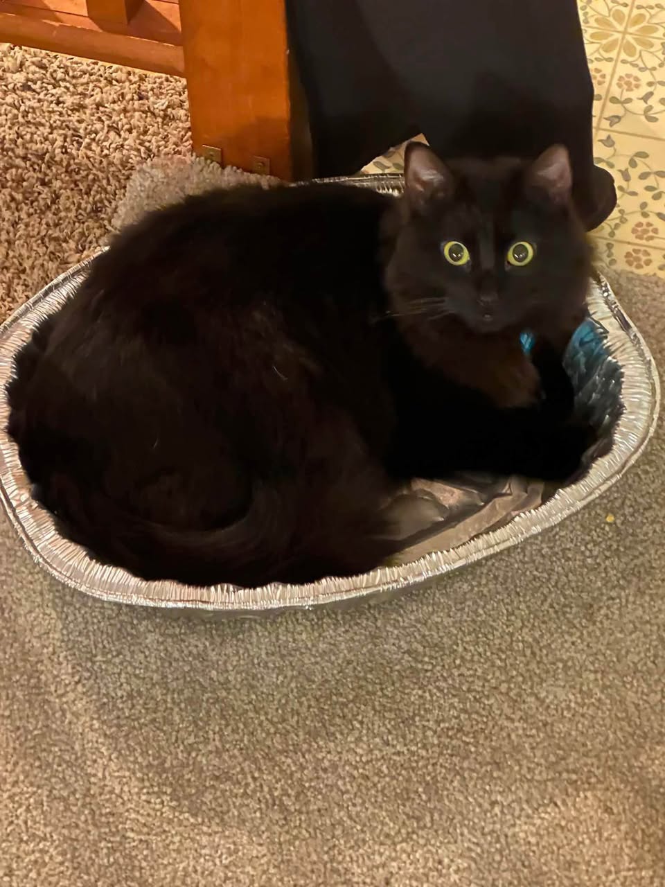 Lost Cat in Anchorage