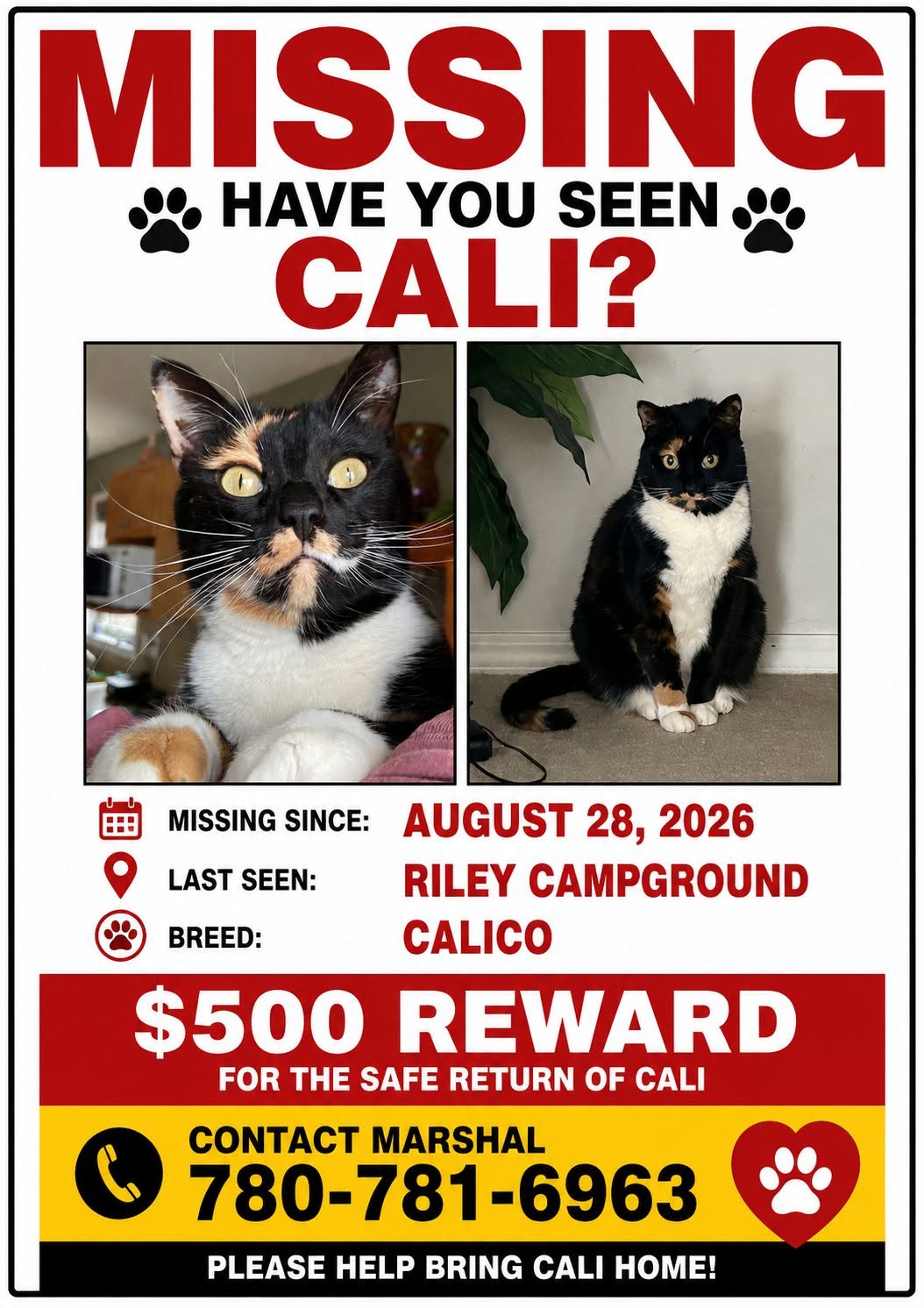 Lost cat