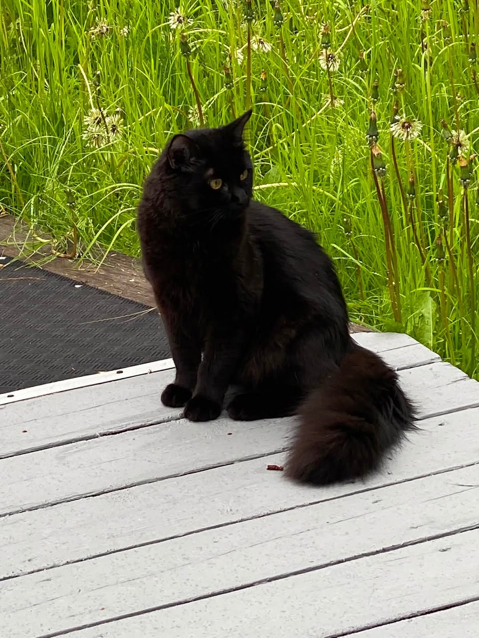 Lost Cat in Meadow Lakes