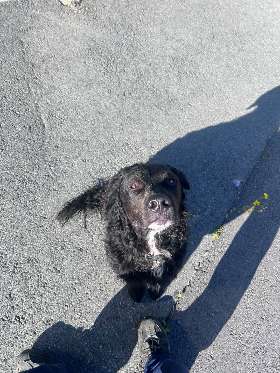 Found Dog in Alaska