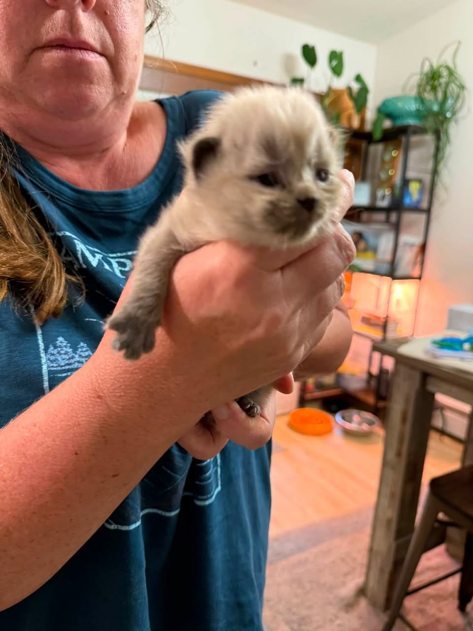 Found Cat in Alaska