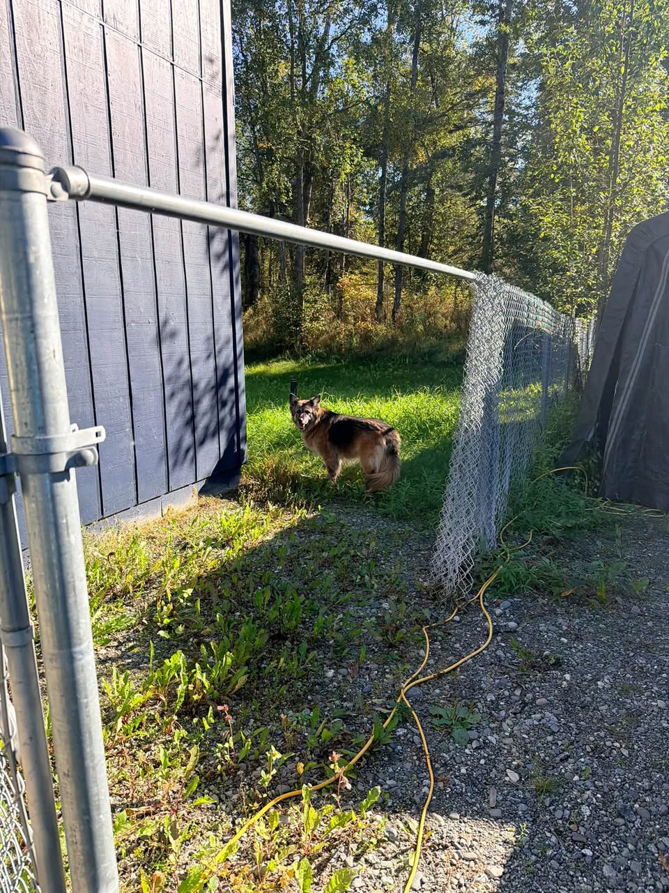 Found Dog in Wasilla