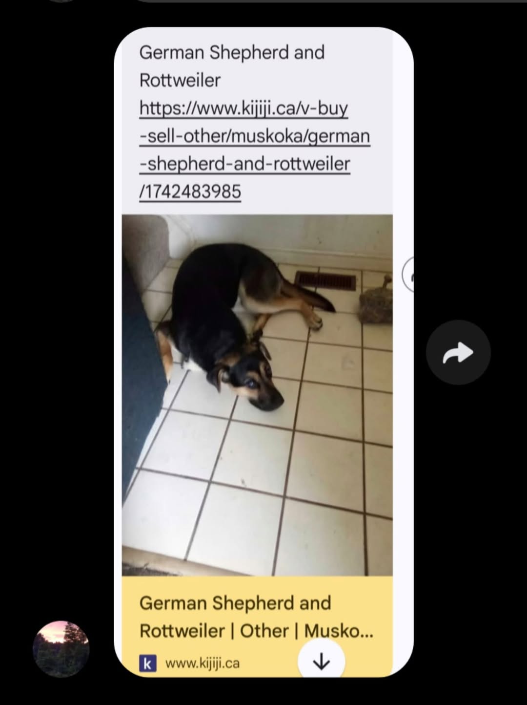 Lost dog