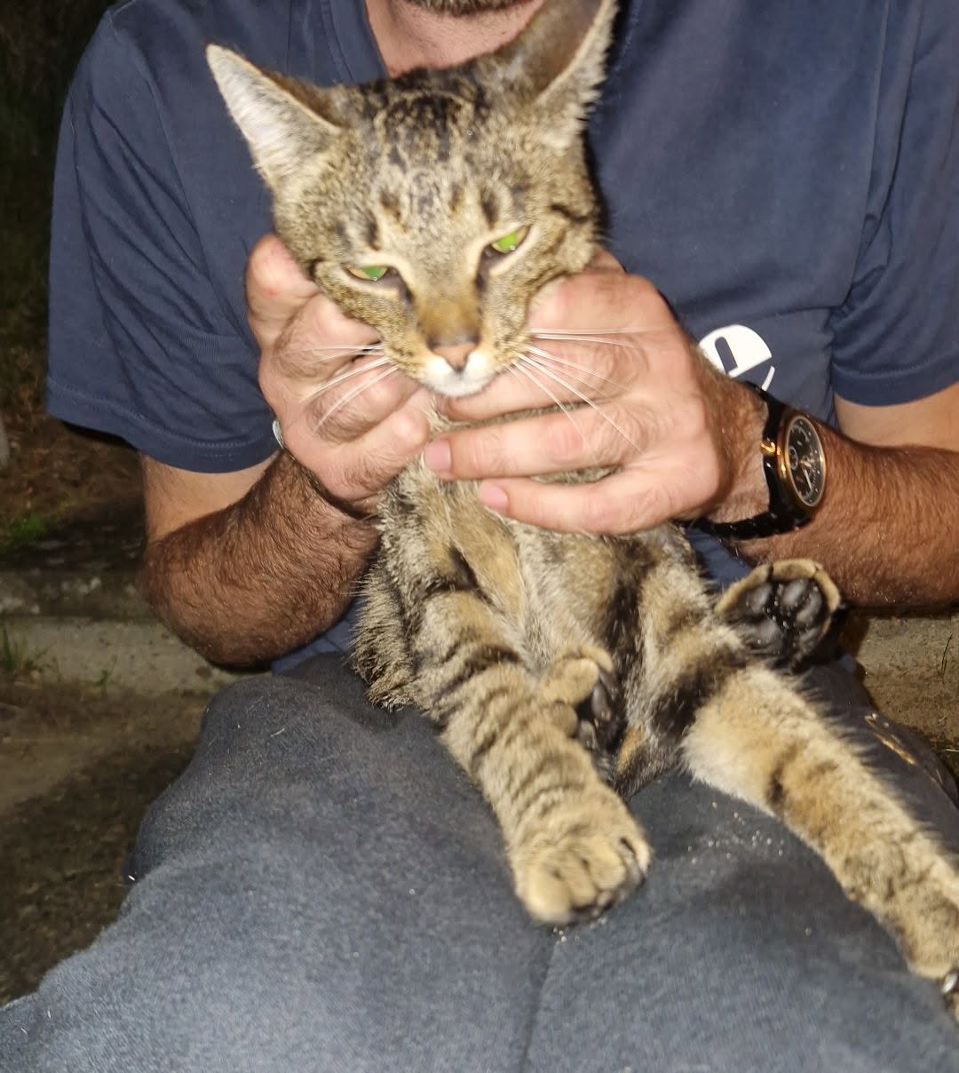 Found cat