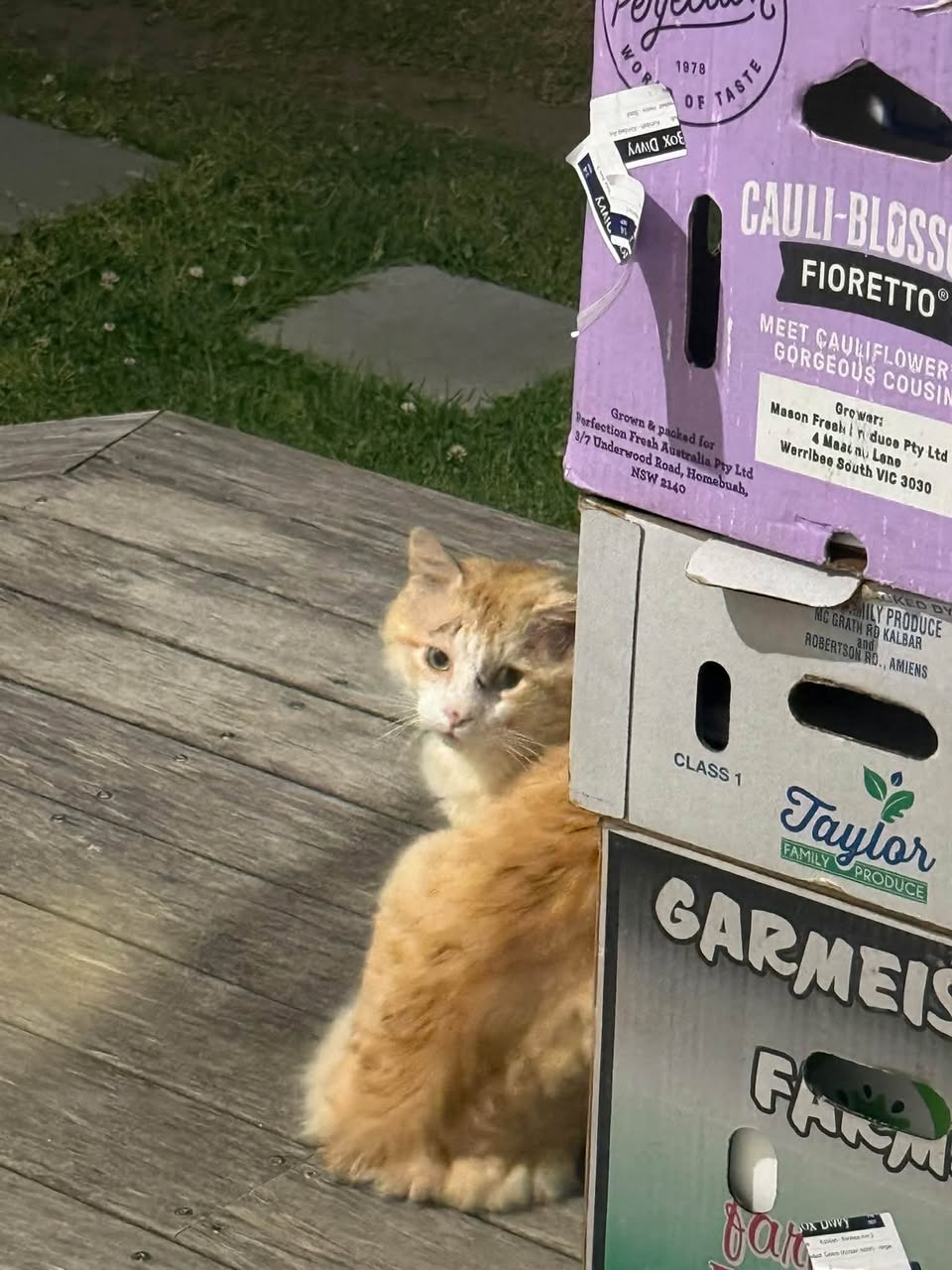 Found cat