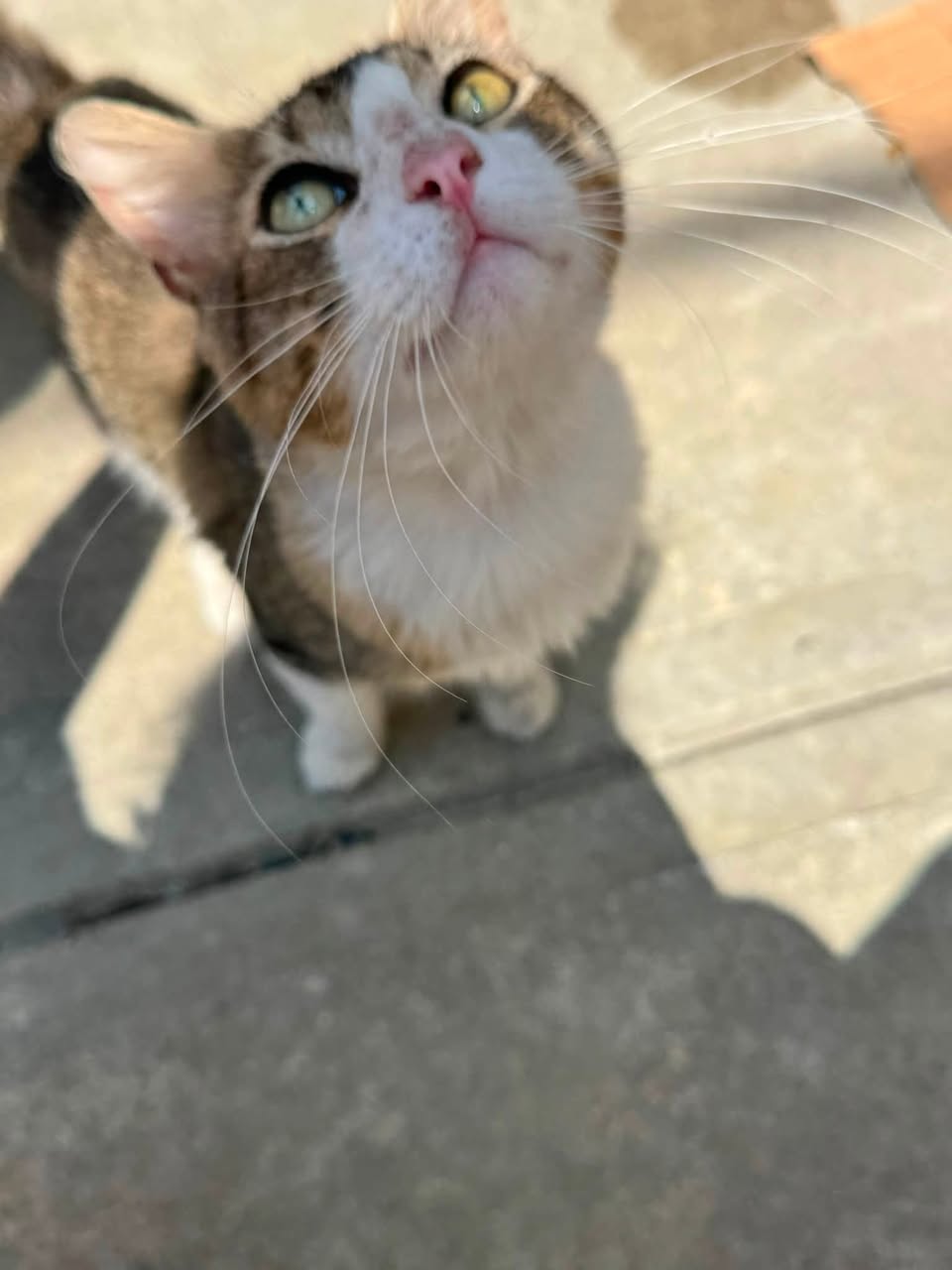 Found cat