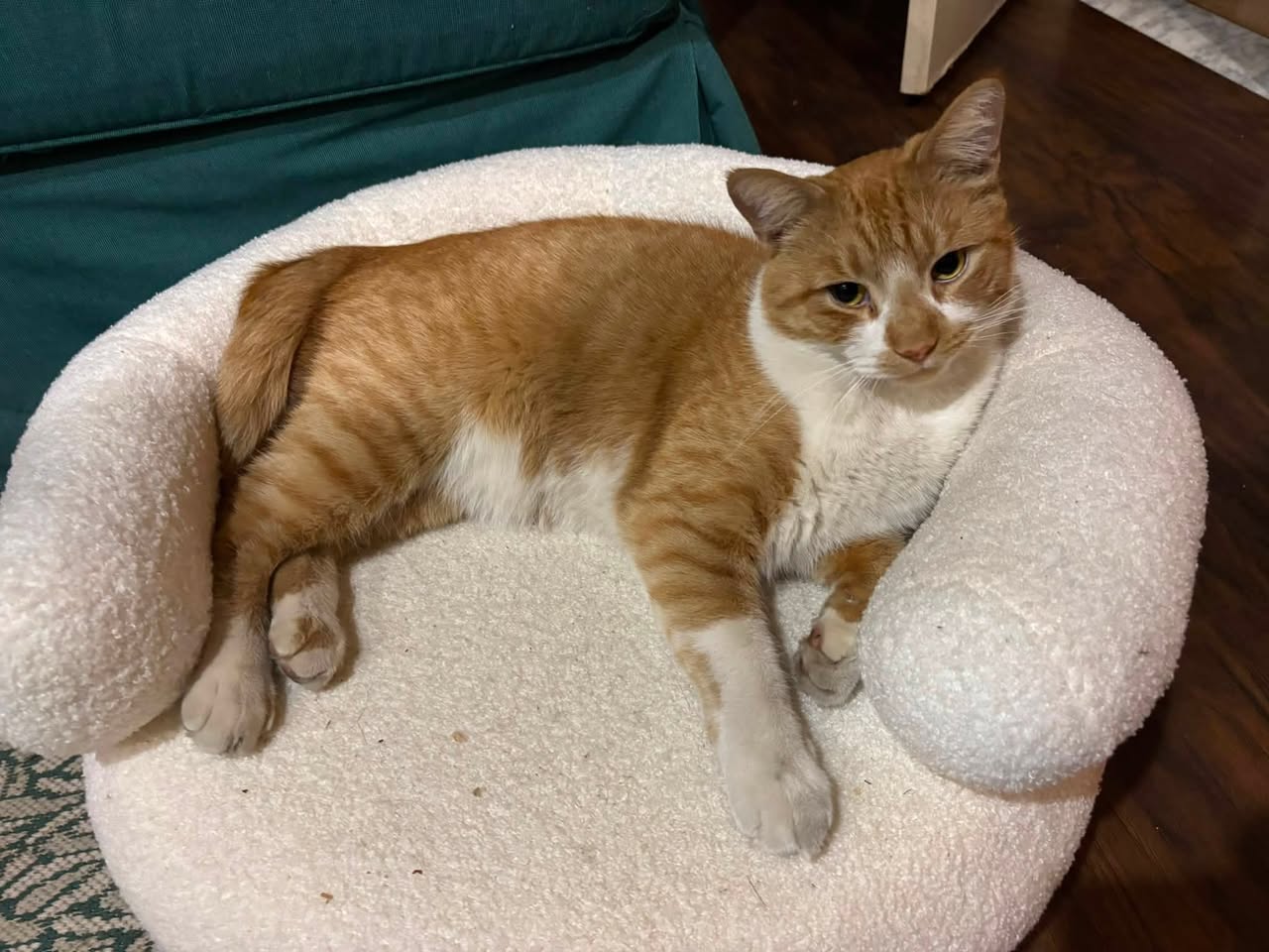 Lost cat