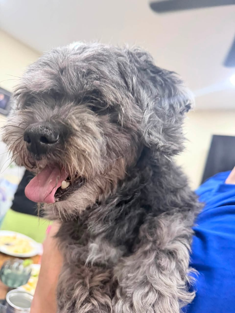 Found dog