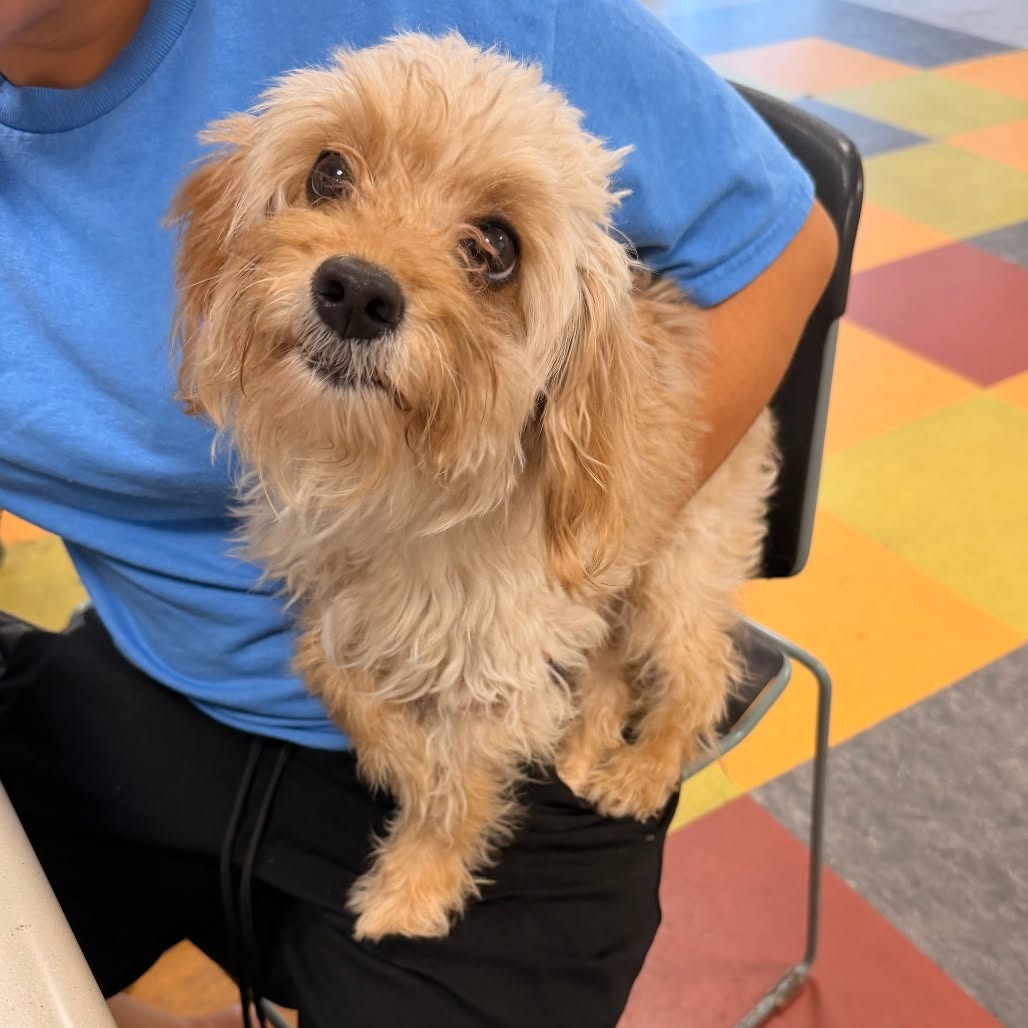 Found dog