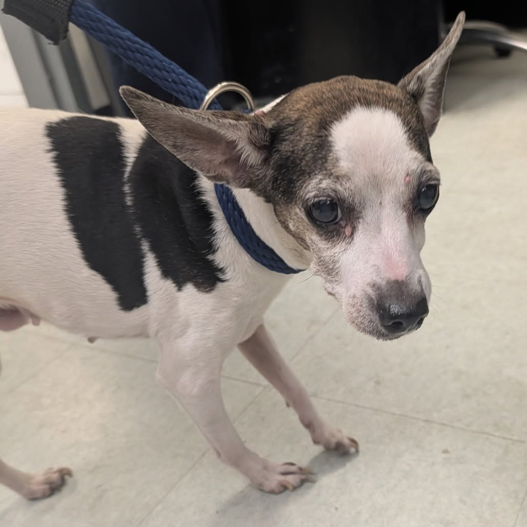 Found dog
