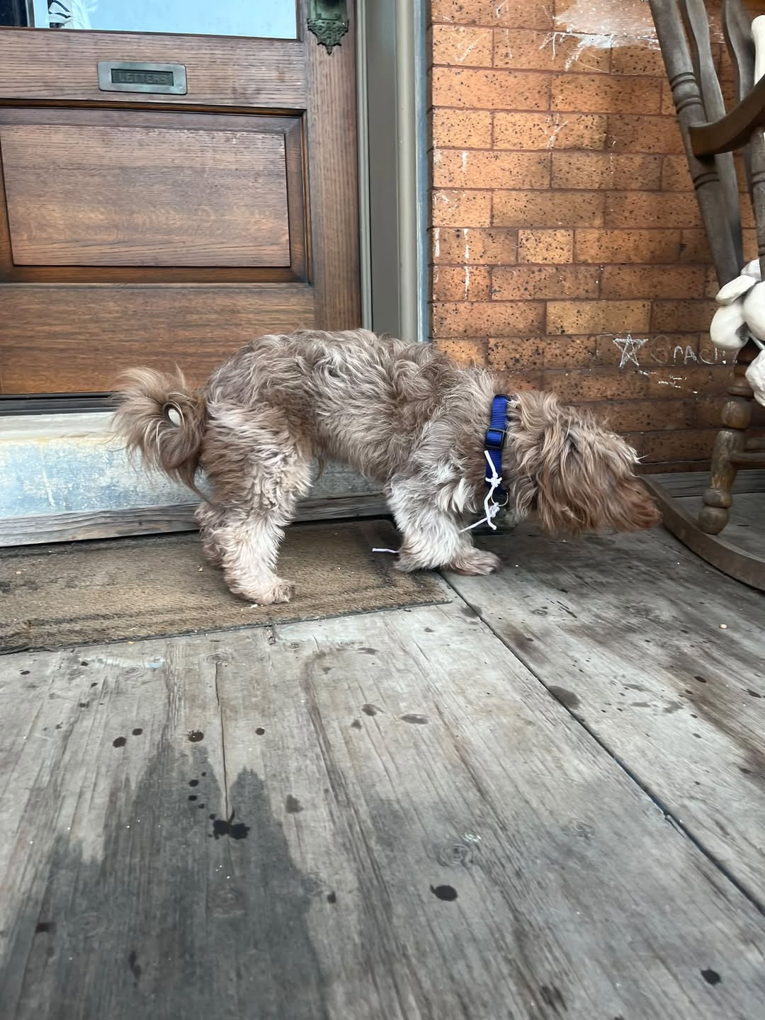 Found dog