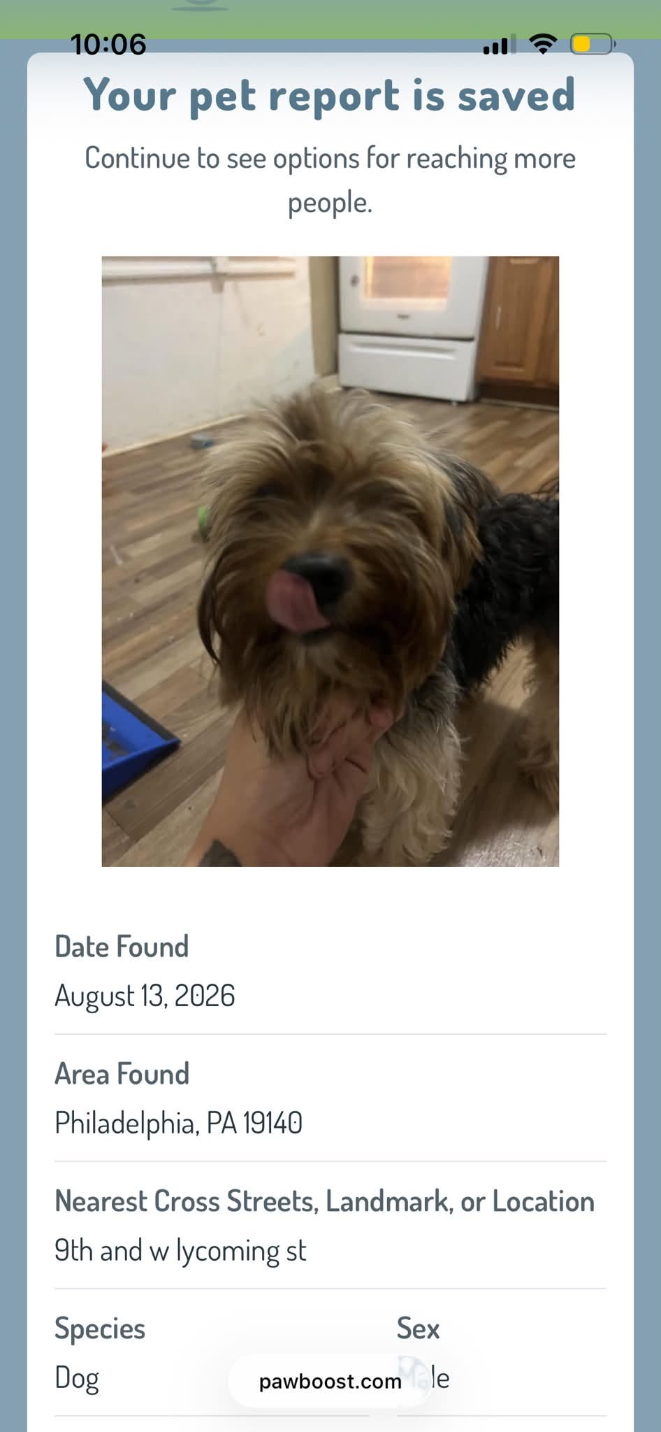 Found dog