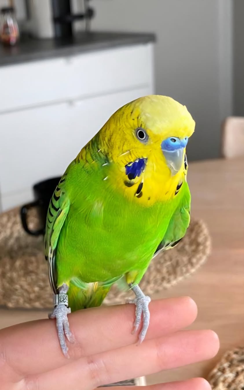Lost Budgie in Skjeberg