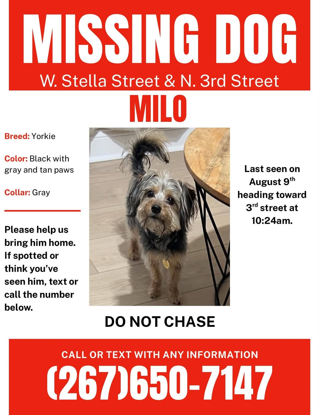 Lost dog