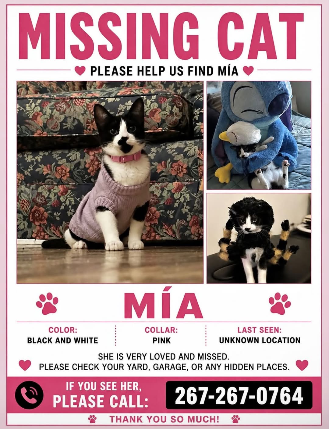 Lost cat