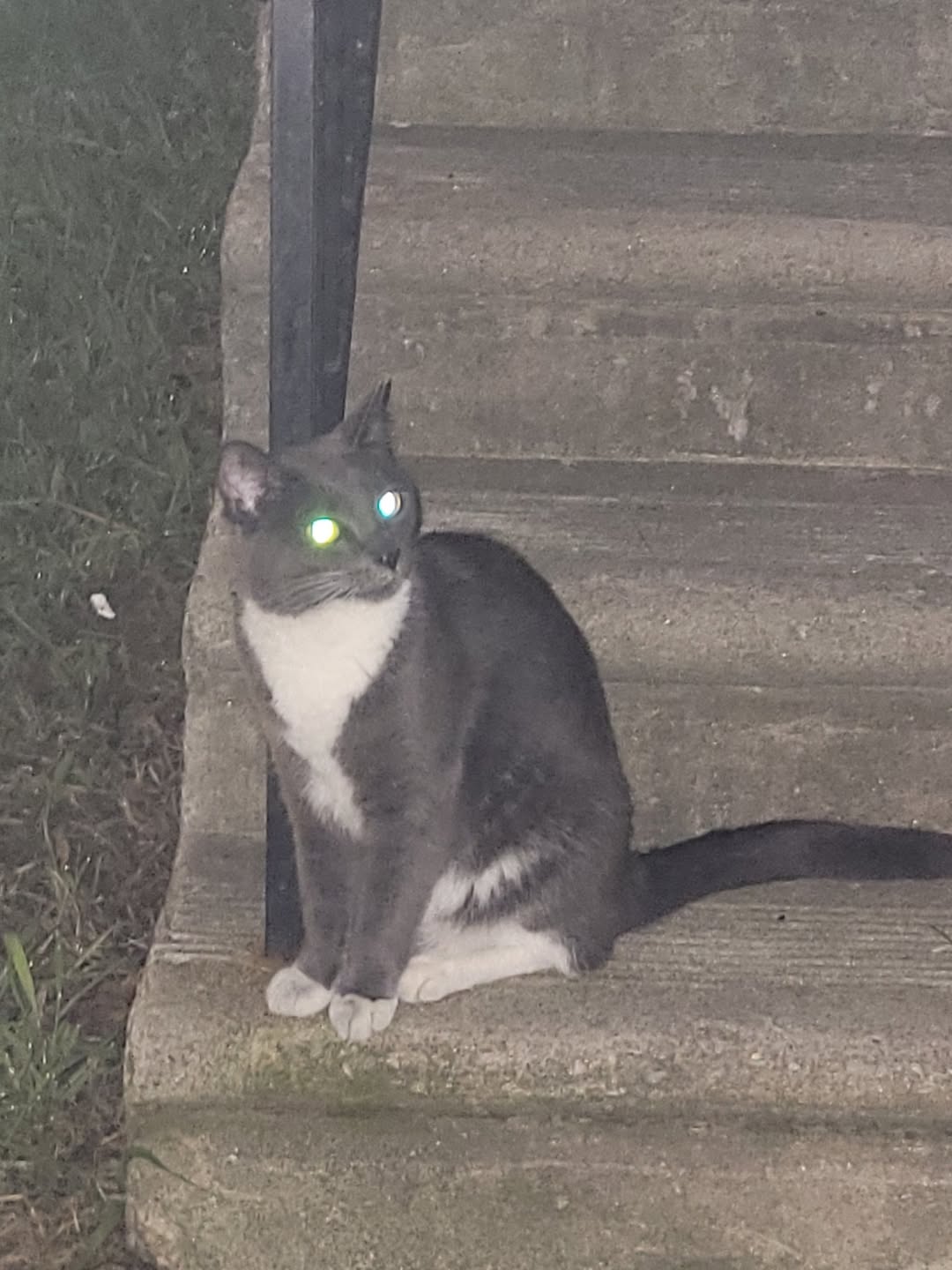Found cat