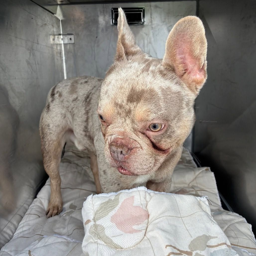 Found dog