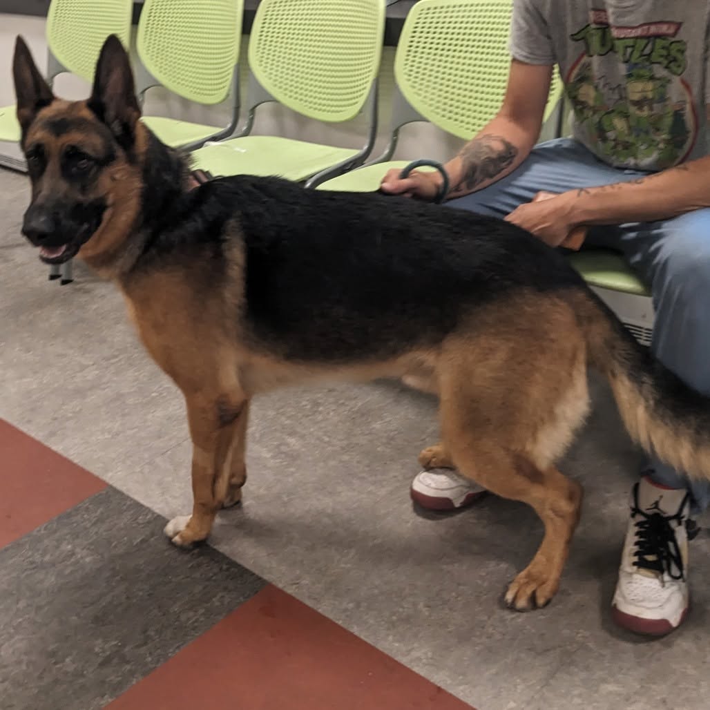 Found dog