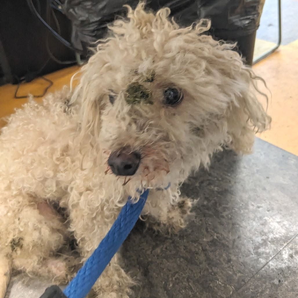 Found dog